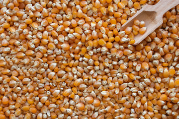 Dry corn in white ceramic bowl isolated on white. Spilled corn kernels and fresh vegetables