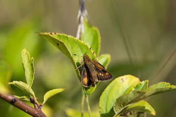 Peck's Skipper on Leaf in Summer