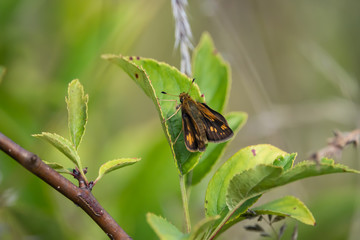 Peck's Skipper on Leaf in Summer