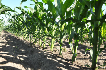 Fototapeta na wymiar Young corn using herbicides is protected from weeds
