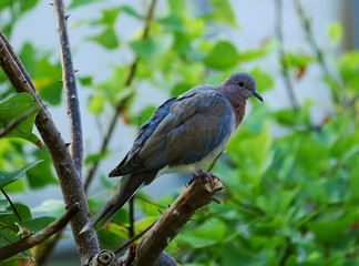 A laughing dove (Spilopelia senegalensis) perched on a flame of the forest (Butea monosperma) tree branch.	