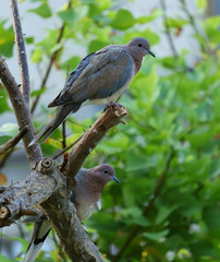 A pair of laughing doves (Spilopelia senegalensis) perched on a flame of the forest (Butea monosperma) tree branch.	