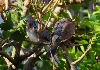 A pair of laughing doves (Spilopelia senegalensis) perched on a flame of the forest (Butea monosperma) tree branch.	