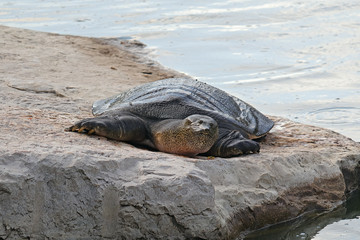 An African softshell turtle, aka Nile softshell turtle (Trionyx triunguis) basking in Nahal Alexander