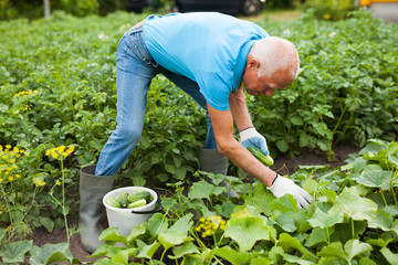 Mature gardener in gloves picking cucumbers in the garden