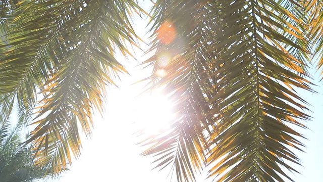 Date palm tree with sun shining through branches