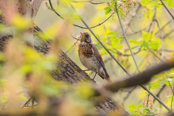 The common fieldfare is on the branch