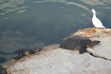 Obraz premium An African softshell turtle, aka Nile softshell turtle (Trionyx triunguis) coming ashore in Nahal Alexander