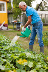 Senior farmer is watering vegetables in the garden