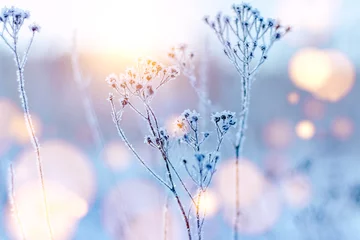 Schilderijen op glas bevroren takjes in rijp glinsteren in de zon. winterlandschap met zonnevlam © DariaS
