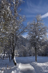 Path leading among trees covered with snow with blue sky as background