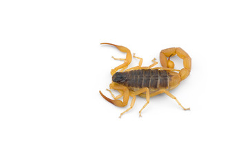 African venom Scorpion isolated on white background