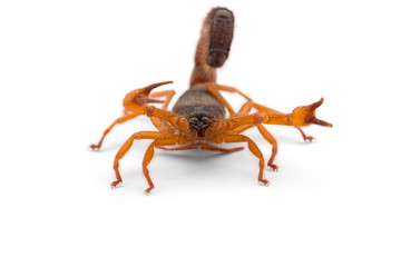 African venom Scorpion isolated on white background