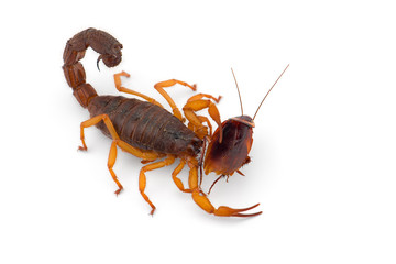 African venom Scorpion isolated on white background