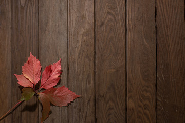 Beautiful red leaf on a wooden table.