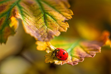 A bright red ladybug on a sunny autumn day sits on raspberry leaves.