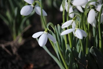 Snowdrops. The first spring flowers. Usually bloom in March.