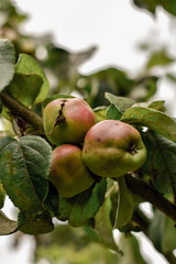 Detail of Irish apples