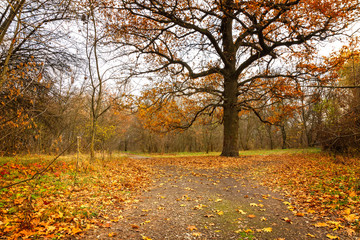 Huge oak tree in an old autumn park.