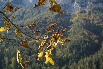 Blätter im Herbst