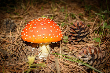 amanita