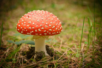 amanita