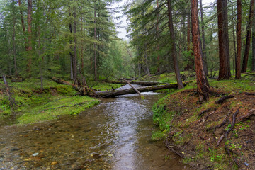 Obraz premium Beautiful creek in the Siberian taiga.