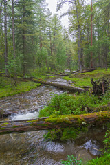 Fototapeta na wymiar Beautiful creek in the Siberian taiga.