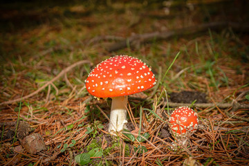 amanitas