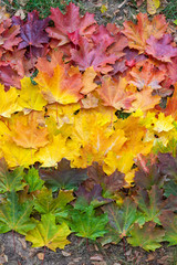 Gradient of autumn leaves of bright colors. Red, yellow and green tones.
