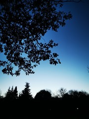silhouette of tree against blue sky