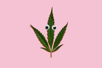 Green cannabis leaf with plastic eyes on pink background.