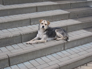 mongrel dog of various colors on gray steps