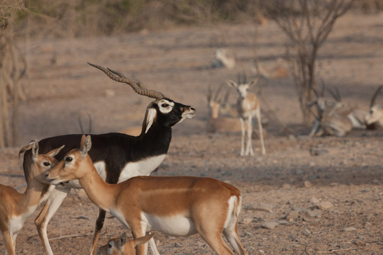 Proud black antelope with curved horns