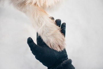 close up of an owner hand holding dog's paw