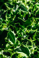 Background Christmas tree branches green yellow plant ilex opaca holly leaves ufo