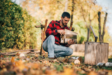 Man picking chopped fire wood on sunny autumn day.