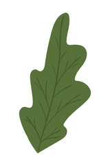 Isolated autumn leaf vector design