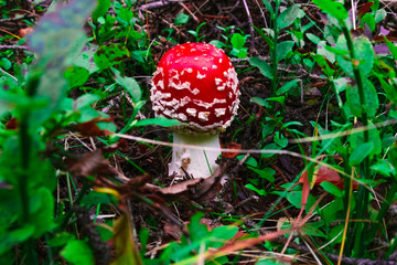 Amanita Red Fly Agaric mushroom forest green grass one autumn