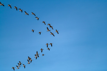 Snow Geese Migration.
