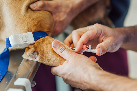 Close-up image of a veterinarian inserting intravenous catheter into the paw of the dog.