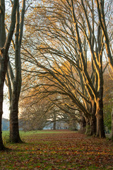 alte Bäume an einem Gehweg in einem Park