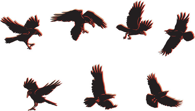 crow, raven, color, flying, vector, silhouette, image