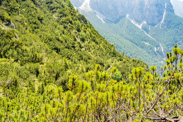 View of the Black Forest near Cibiana di Cadore, Belluno - Italy