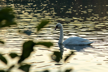 weißer Schwan schwimmt in einem See bei Sonnenuntergang