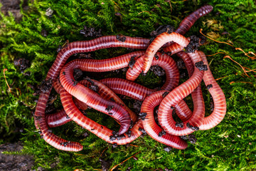 Many living earthworms for fishing in the soil, background
