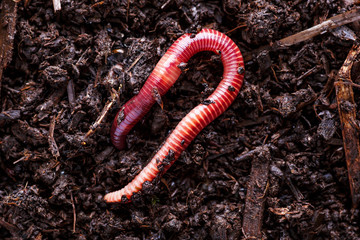 Many living earthworms for fishing in the soil, background