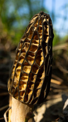 closeup of palm tree
