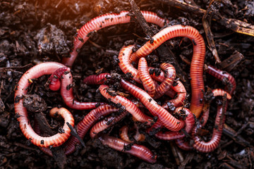 Many living earthworms for fishing in the soil, background