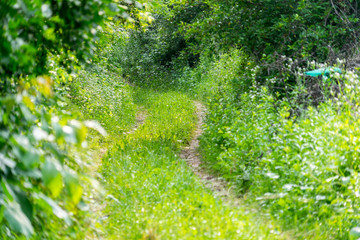 Obraz premium Old overgrown road in the woods. An abandoned road.